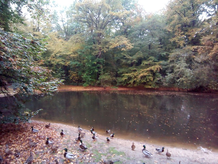 Herbst in der Eilenriede