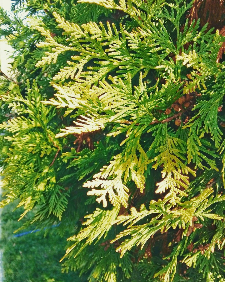 plant