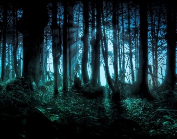 Mysterious Forest