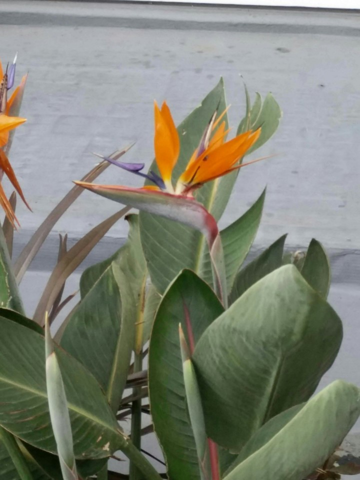 paradijsvogelbloem