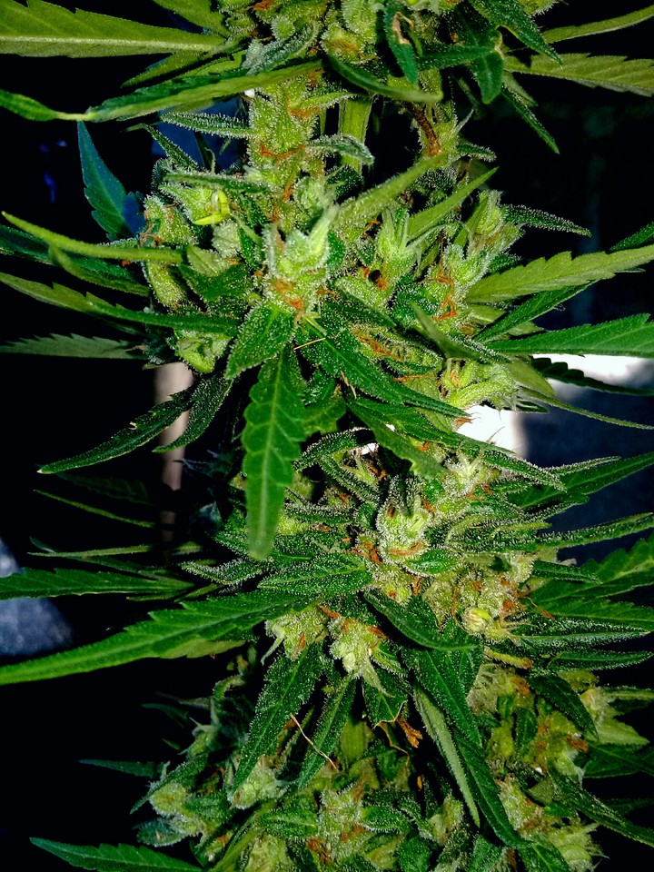 Struckwheat