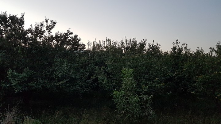forest