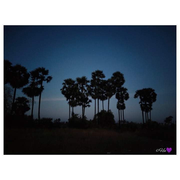 evening shine?