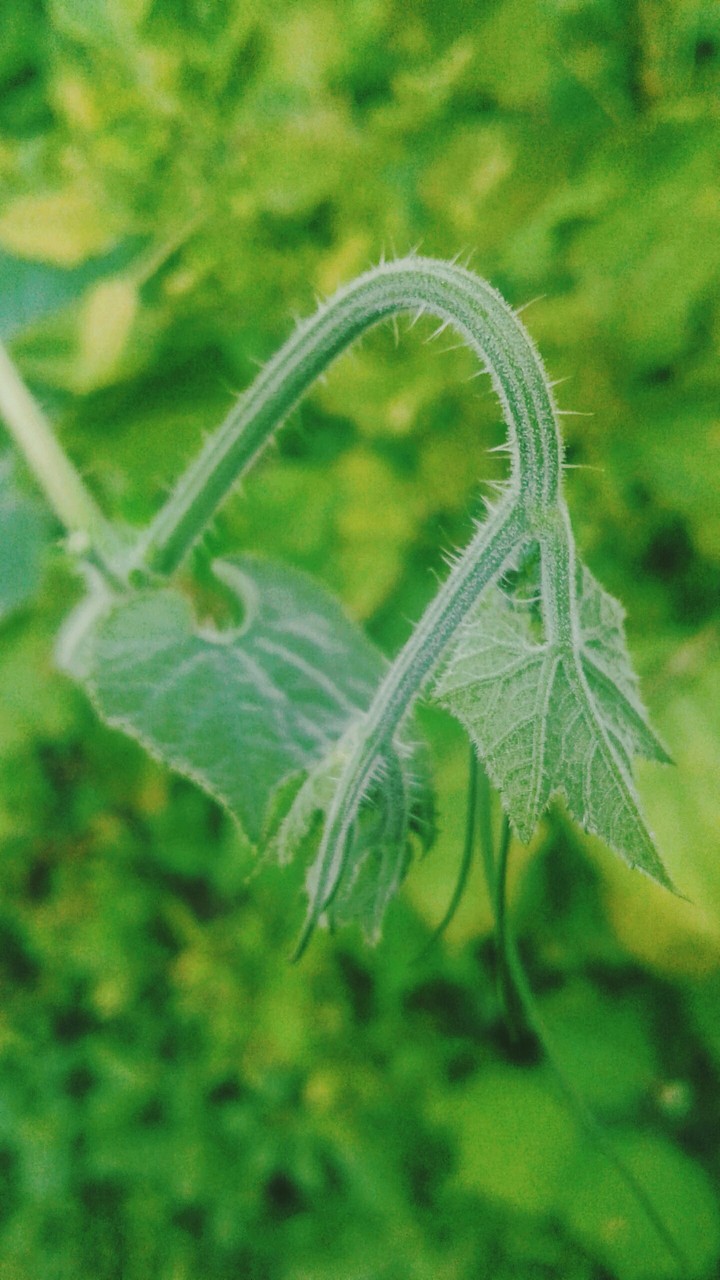 Green Leaves
