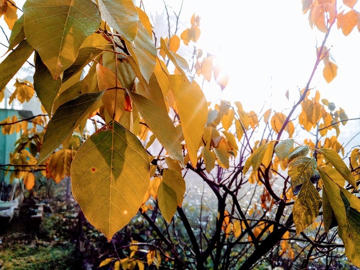 Winter_Morning