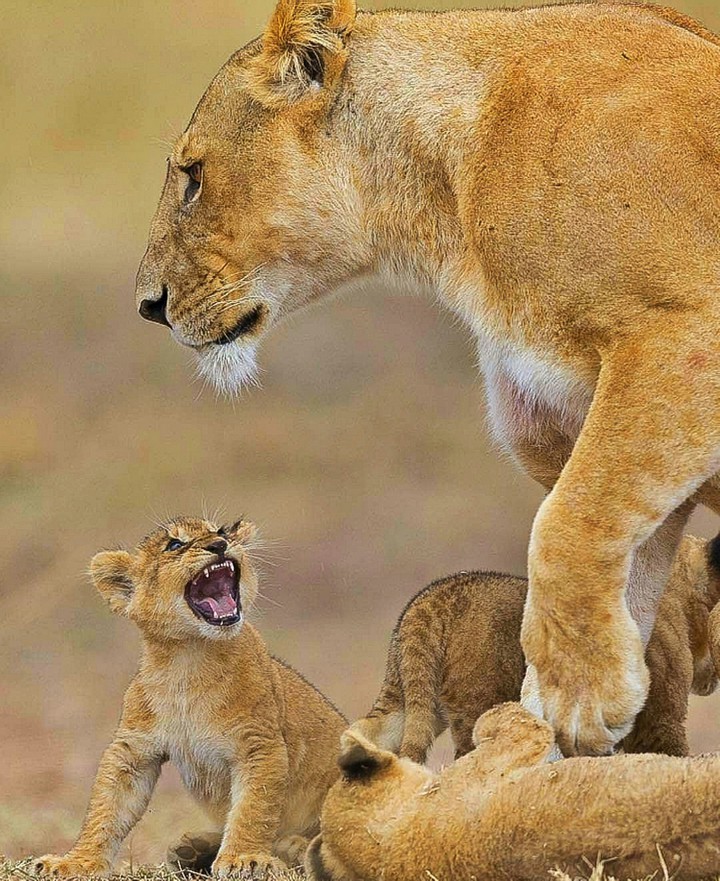 But I don't want A NAP