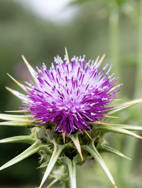 Close-up, plant Hintergrundbilder