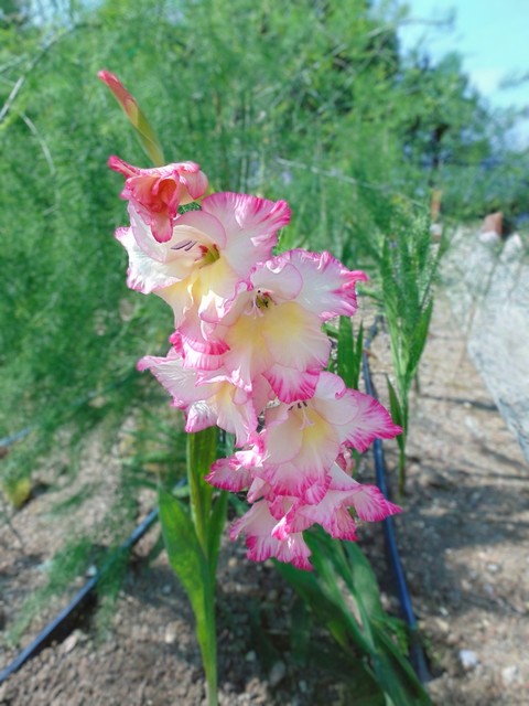 тапети pink, wildflower
