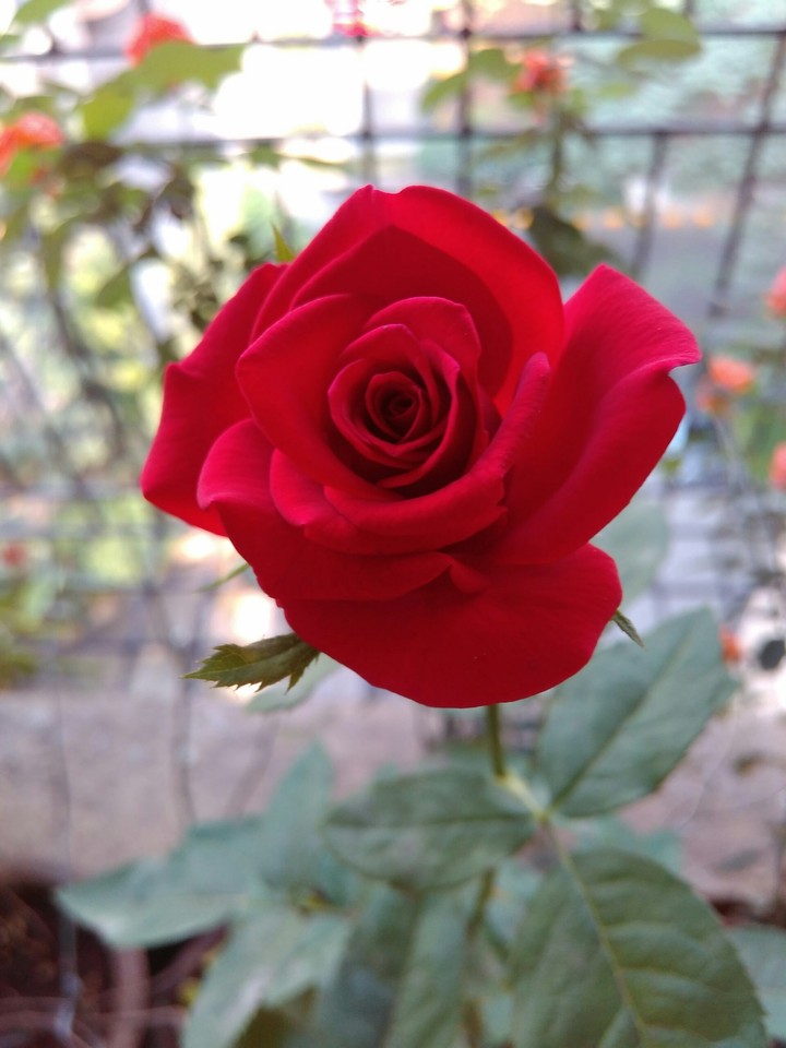 red roses