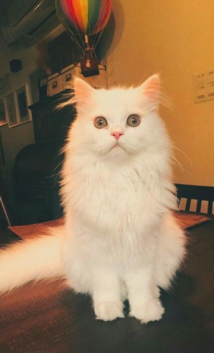 Cute