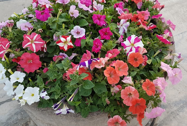 flores