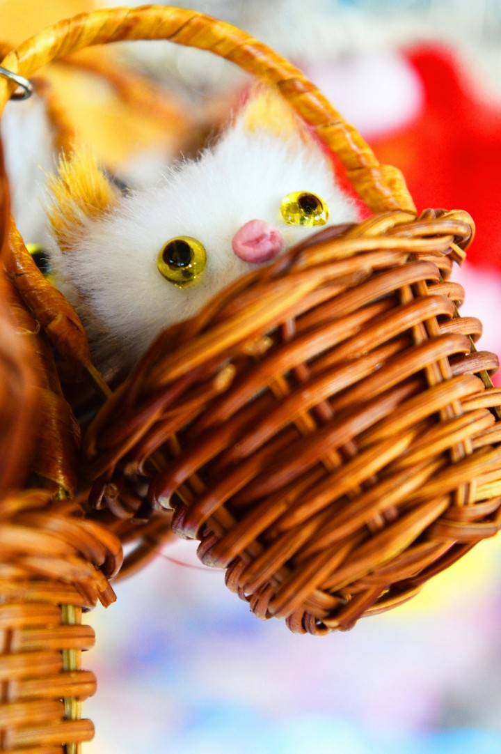 Kitten