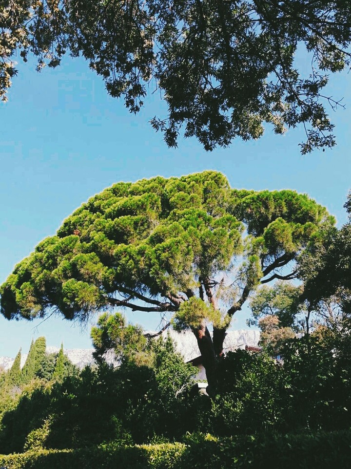 ~Green_Tree~
