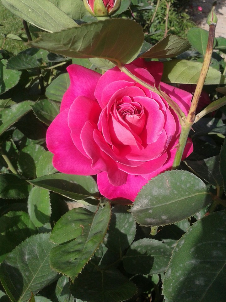 رز زیبا