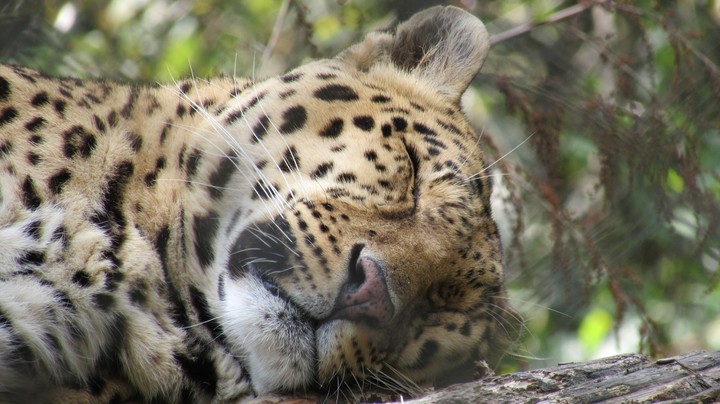 sleeping leopard