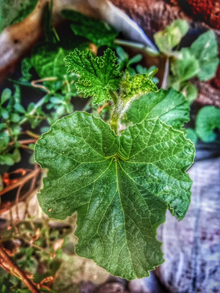 green