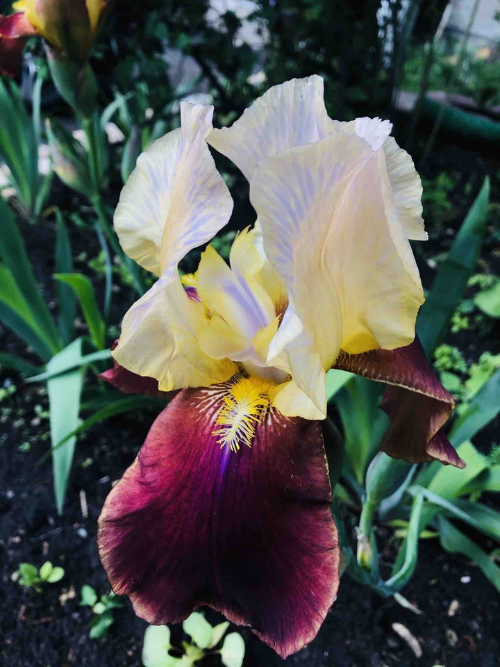 ✨