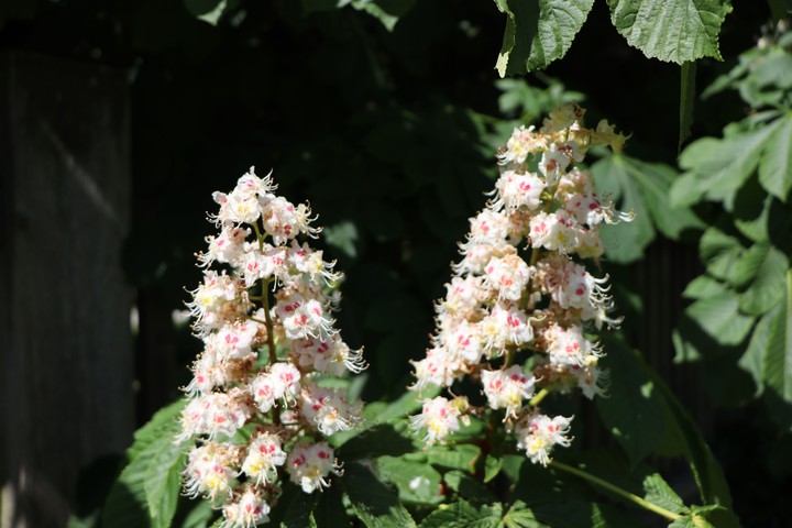 Kastanienblüte beim Schloss Monrepos Ludwigsburg