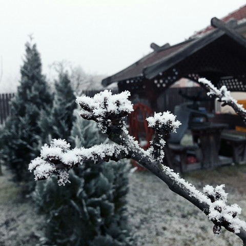 Frosty cherry-tree