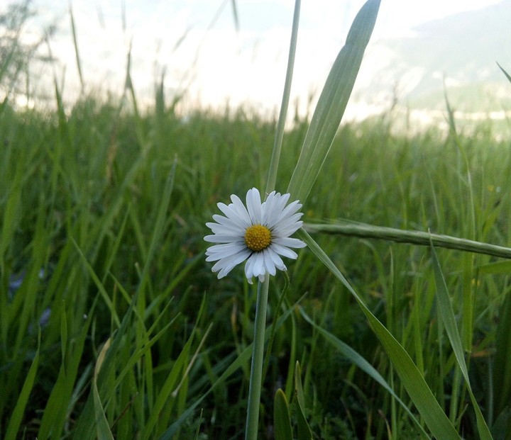 Papatya