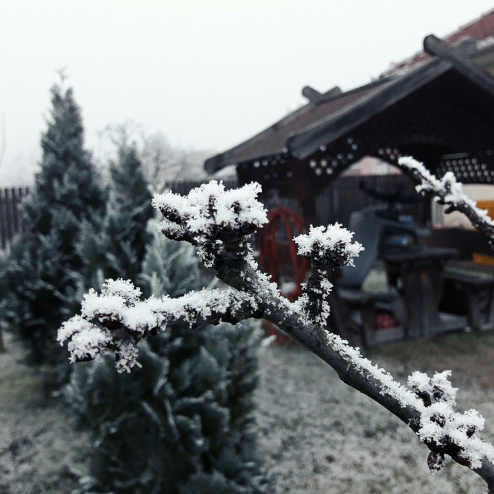 Frosty cherry-tree