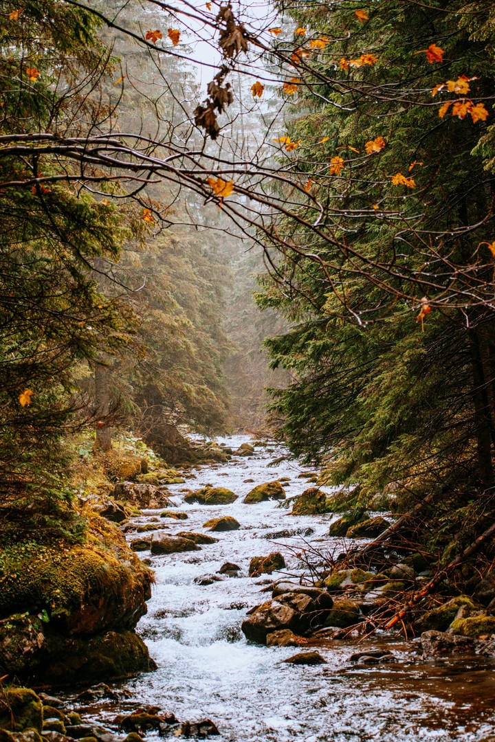 papéis de parede watercourse, nature