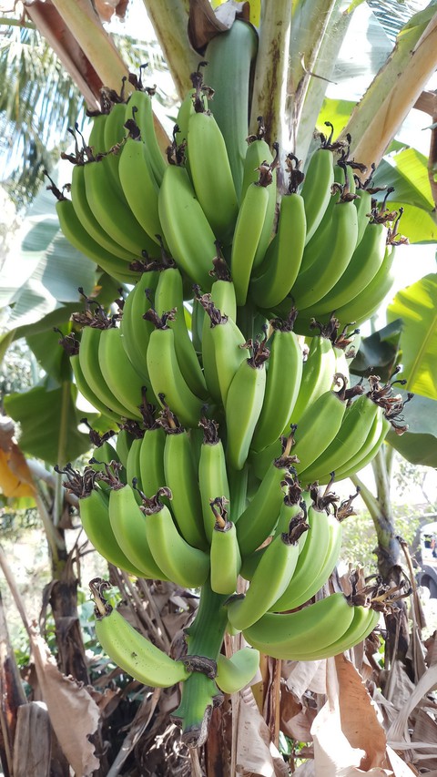 sfondi plant, nature