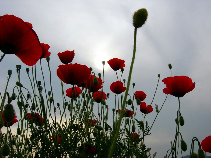 Dreams Flowers