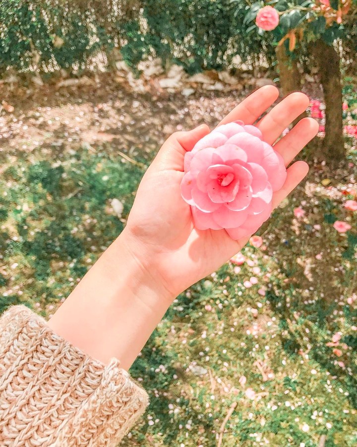 pink rose