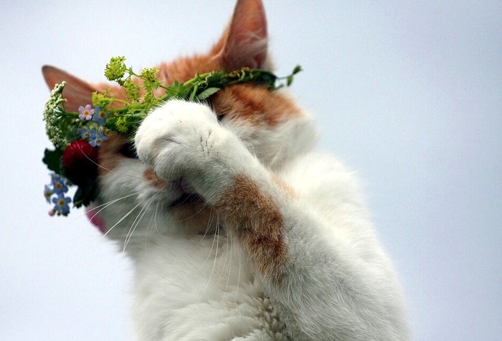 Beautiful Cat