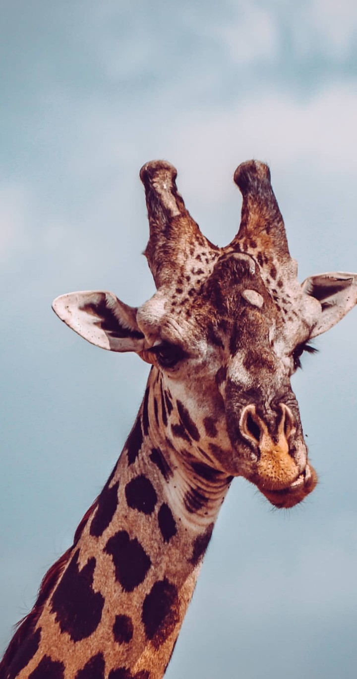 giraffe