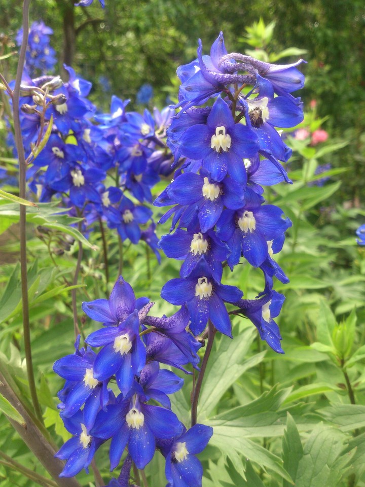delphinium