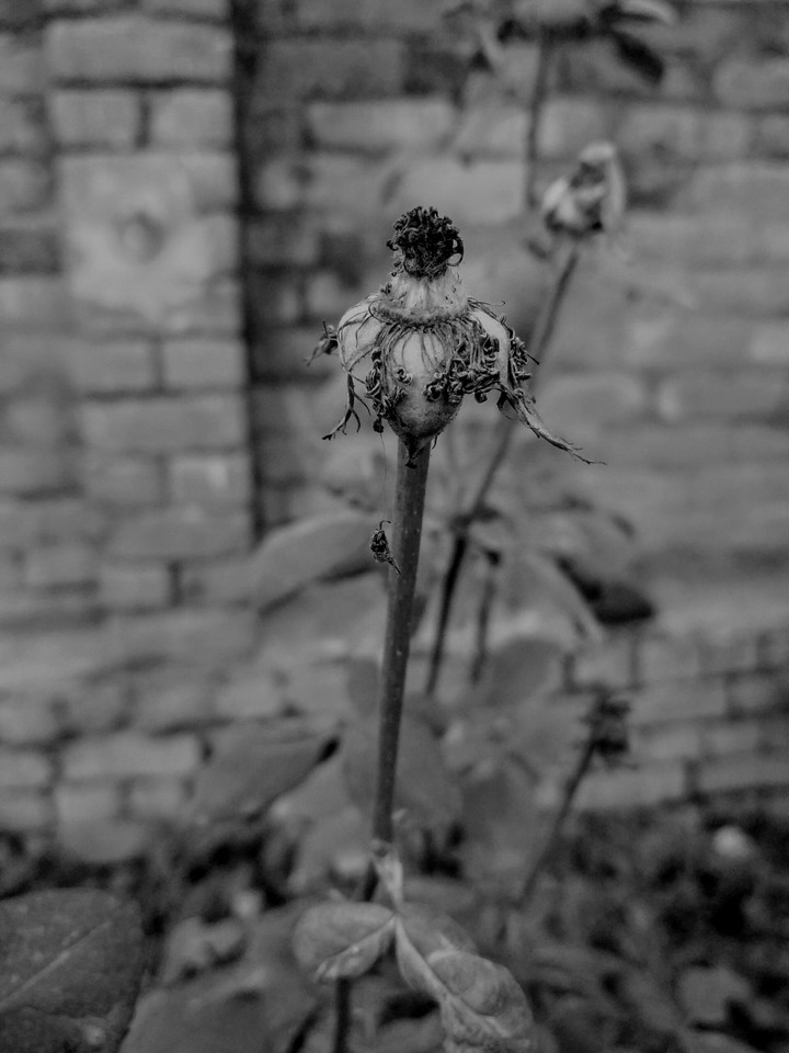 Dull Flora