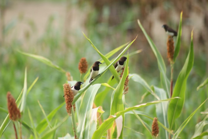 flock