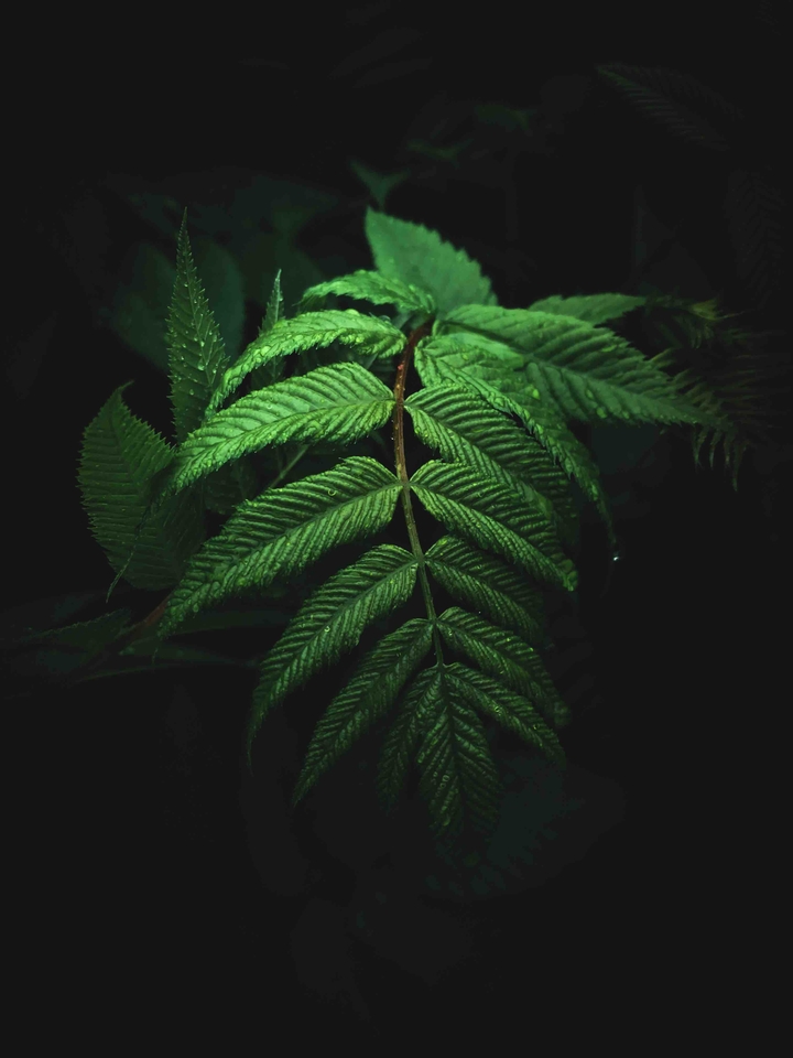 Moody herb