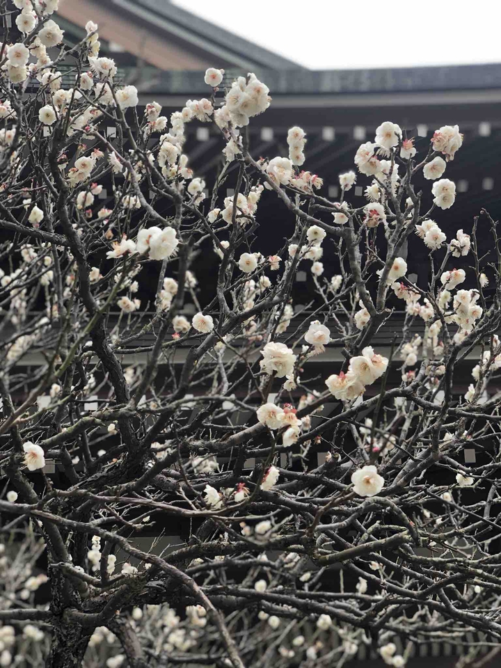 ENKAKU-GI   UME(白梅)
