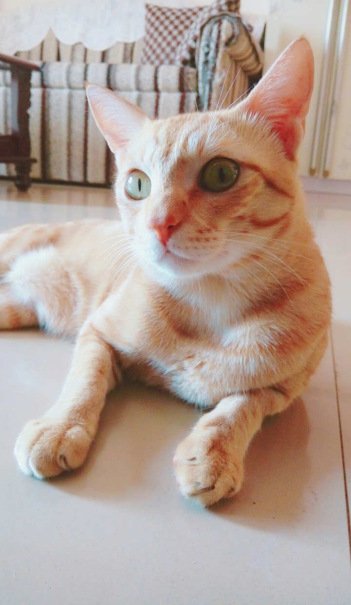 Just a cat doing his thing