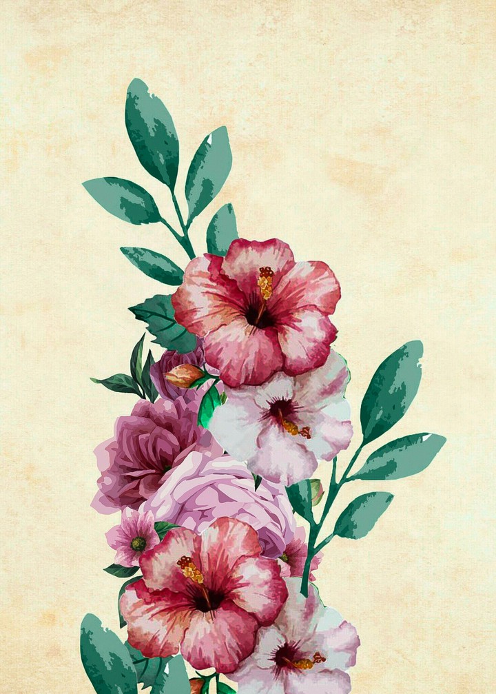 hibiscus