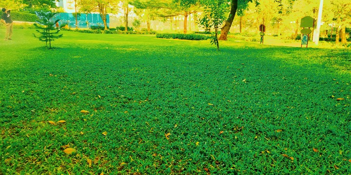 grass