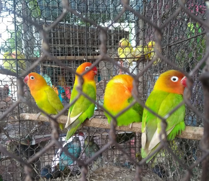 Love Birds