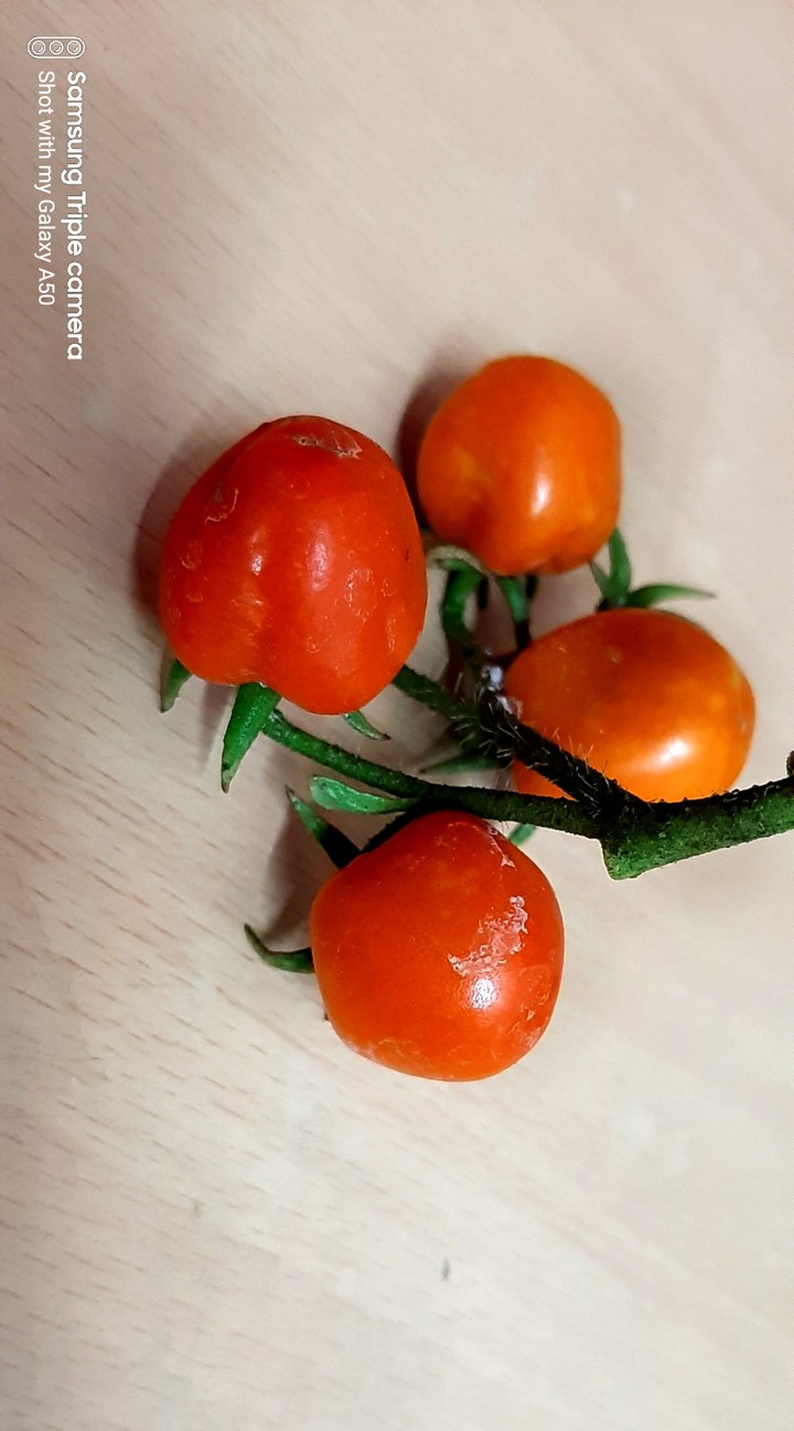 tomatoes