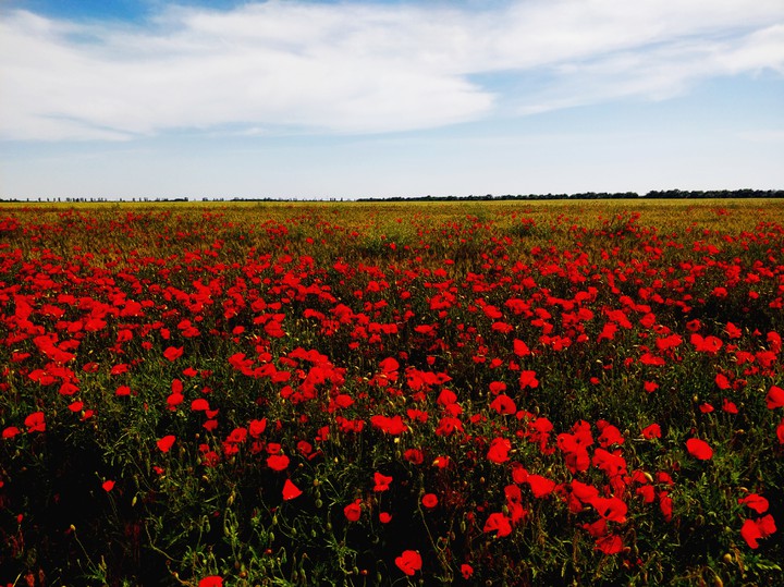 poppy