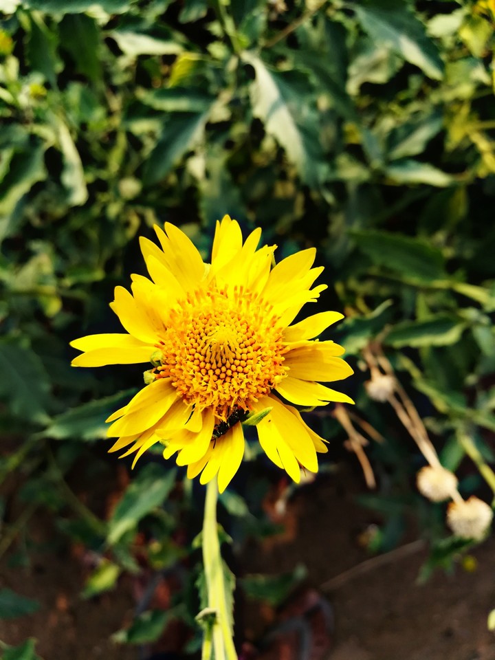 Flower's beauty