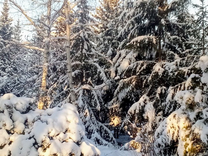 золотой лес
