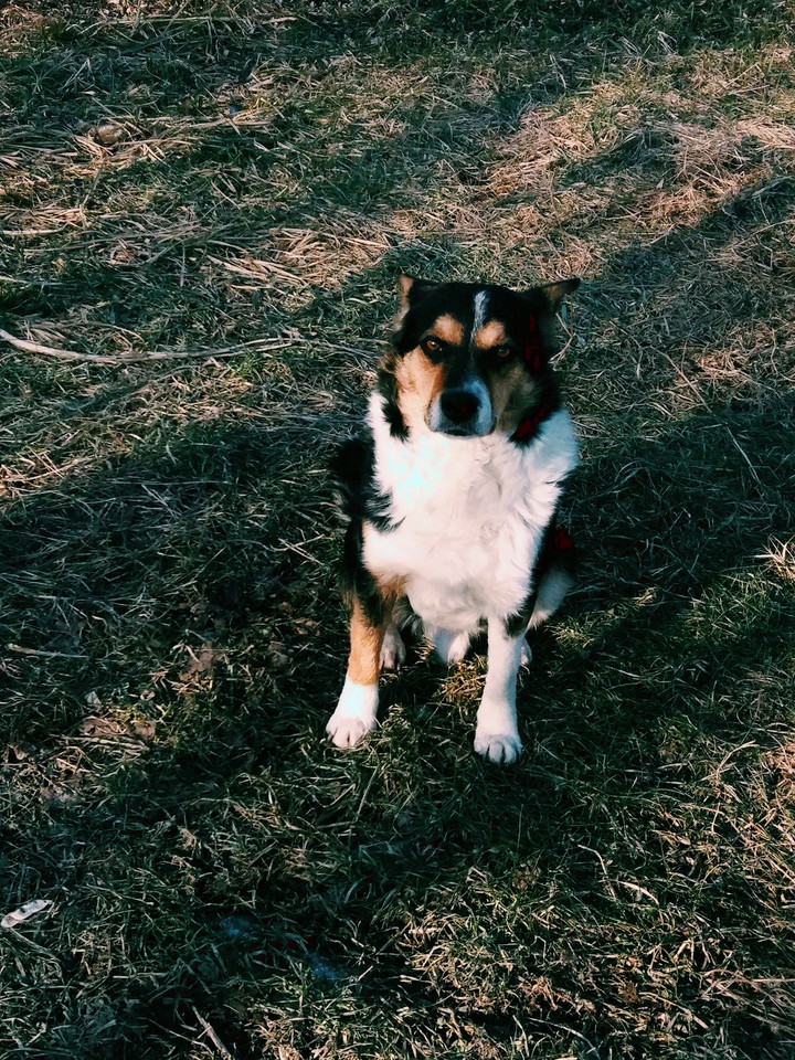 This is Rex