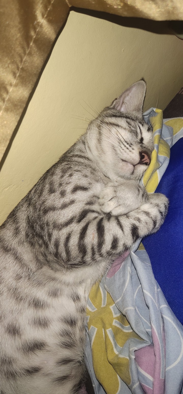 faton