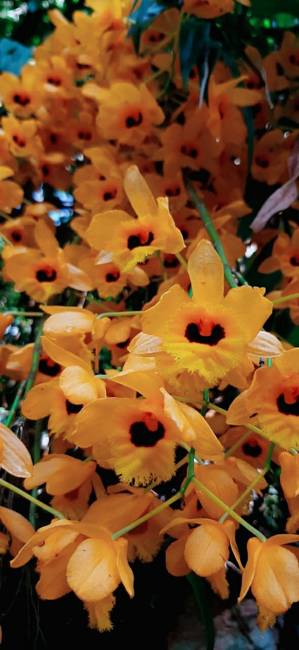 orchid