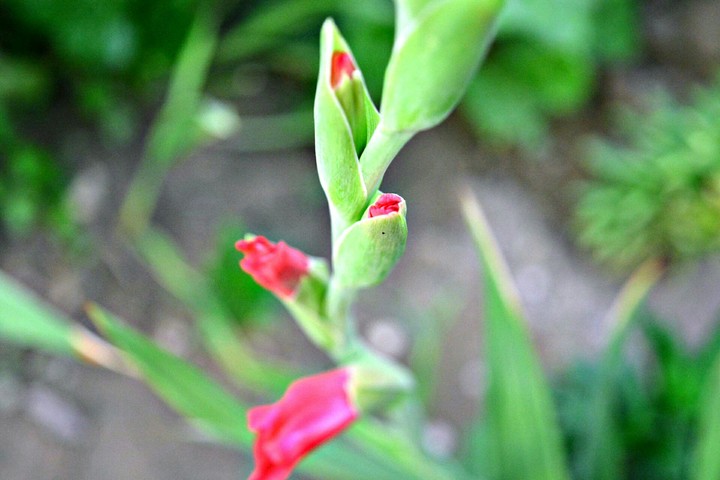 flower