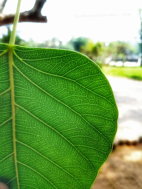 Green leaf