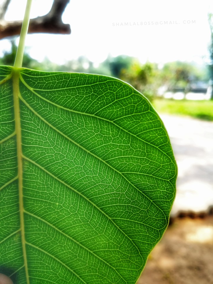 Green leaf